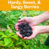 50 KVITER Black Raspberry Seeds (Rubus Occidentalis) Organic Raspberries Heirloom Seeds, Non GMO Blackcap Berries