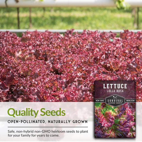(1 Pack) Lolla Rossa Lettuce Seeds for Planting - Red Leaf Lettuce Seeds for Garden Growing, Heat Tolerant