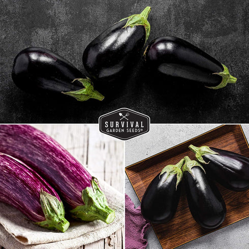 3 Survival Garden Seeds Eggplant Collection Varieties - Long Purple Italian, Black Beauty & Snowy Eggplant Seeds