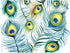 Tervis Peacock Tumbler with Wrap and Turquoise Lid, 24oz, Clear