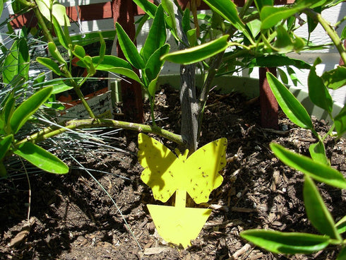 Yellow Sticky Fly Traps (25 Pack) for Gnat Whitefly Fungus Gnat Aphid Small Insects - Houseplant Disposable Glue Trappers - Bug Catcher - Butterfly Shape by 21C 21 CENTURY SOLUTIONS