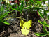 Yellow Sticky Fly Traps (25 Pack) for Gnat Whitefly Fungus Gnat Aphid Small Insects - Houseplant Disposable Glue Trappers - Bug Catcher - Butterfly Shape by 21C 21 CENTURY SOLUTIONS