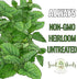 (1 Pack) Seed Needs Lemon Balm Seeds for Planting - Non-GMO, Heirloom & Untreated Perennial Medicinal Herb - Plant