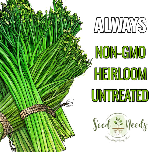 (2 Packs) Seed Needs Chive Seeds for Planting Garlic Chives - Non-GMO Heirloom & Untreated Perennial Herbs to Grow an
