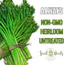 (2 Packs) Seed Needs Chive Seeds for Planting Garlic Chives - Non-GMO Heirloom & Untreated Perennial Herbs to Grow an