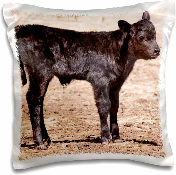3dRose Black Angus Cow Standing in Pasture Pillow Case, 16" x 16"