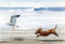 Dachshund At The Beach Art Print by Watercolor Artist DJ Rogers