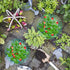 Fairooth 6 Pack 3 Strawberry Supports Strawberry Plant Support Stand Strawberry Growing Racks Protector Strawberry