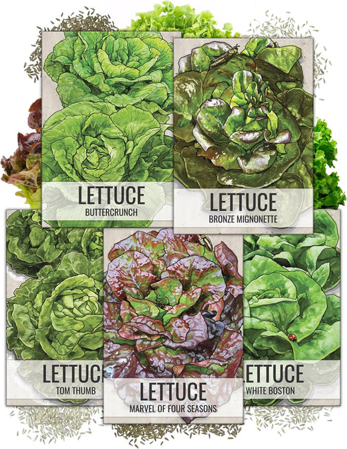 Seed Needs Butterhead Lettuce Seeds Variety Pack for Planting a Collection of