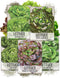 Seed Needs Butterhead Lettuce Seeds Variety Pack for Planting a Collection of