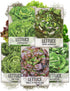 Seed Needs Butterhead Lettuce Seeds Variety Pack for Planting a Collection of