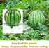 (10, Plant Melon Supports Cages Cradles Trellis for Watermelon, Cantaloupe, Pumpkins, Strawberries Avoid Ground Rot