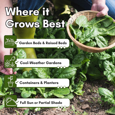 Bloomsdale Long Standing Spinach Seeds for Planting Heirloom Spinach Seeds for Home Gardens, Tender Baby Spinach