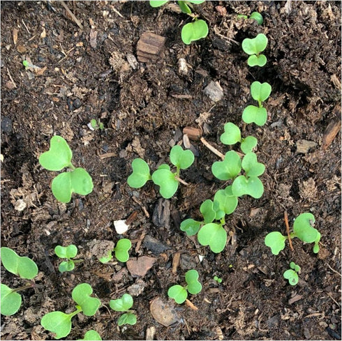(2 Packs) Seed Needs Watercress Seeds for Planting Nasturtium officinale - Non-GMO Heirloom & Untreated - Plant Your