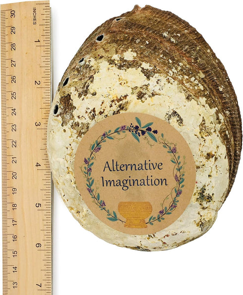 Hand Selected Abalone Shell - 6 Inches or Larger, Perfect for Incense and Trinkets