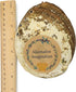 Hand Selected Abalone Shell - 6 Inches or Larger, Perfect for Incense and Trinkets