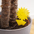 Yellow Sticky Traps for Gnats: 60x Sticky Fly Traps for Indoors – Gnat Traps for House Indoor Plants – Fruit Fly Trap OwnGrown by OwnGrown