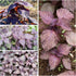 2 Packets) Seed Needs Shiso Seeds for Planting Green & Red Perilla - Non-GMO Heirloom & Untreated Herb Seed to Plant an