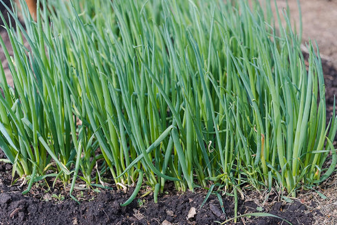 Sunutri Seeds 250+ Scallion Bunching Onion Seeds, Evergreen Hardy White, Heirloom, Non-GMO, Allium fistulosum