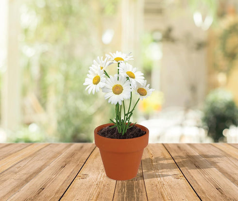 5cm Pack (20 Count), 20 BUZZY Daisy Seeds & Genuine Terracotta Mini Pot Bulk Includes Each of pots, Soil pellets