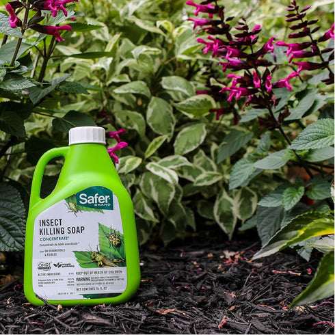 5118-6 Safer Insect Killing Soap Concentrate - Insecticidal Soap for Plants - Kills Aphids, Whiteflies, Thrips, Spider