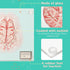 Anatomic Brain Specimen Coasters, Set of 10, Neuroscience Gifts for Medical Students