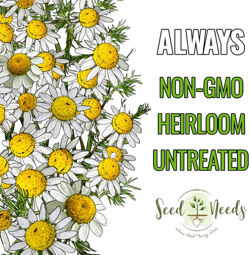(1 Pack) Seed Needs Roman Chamomile Seeds for Planting - Non-GMO, Heirloom & Untreated - Grow a Home Grown Medicinal