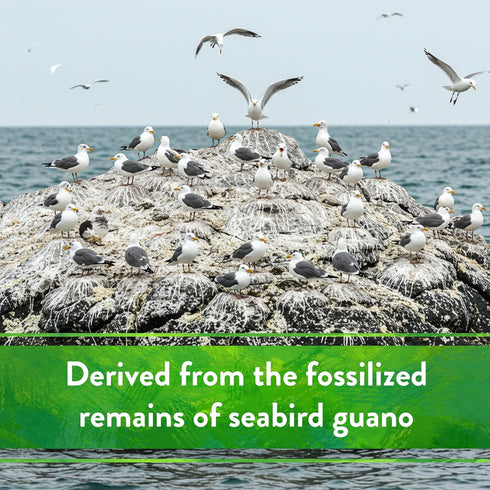 0-11-0, 5 lb Down To Earth All Natural Fertilizers Organic Seabird Guano - High Phosphorus Plant Food for Buds, Blooms