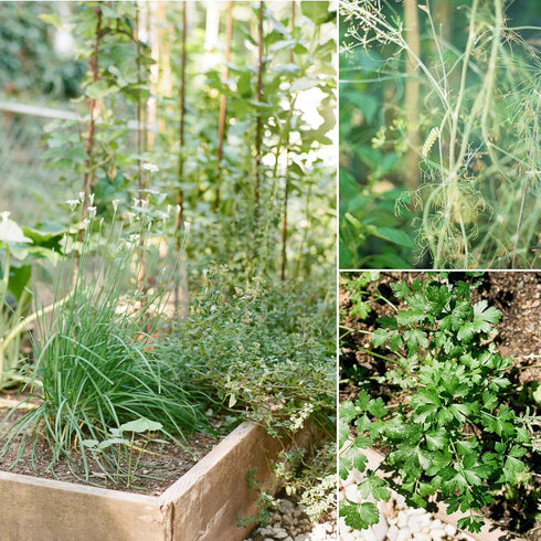 (20-Pack) Sereniseed Certified Organic Herb Seeds Non GMO, Heirloom Seed Starting Video