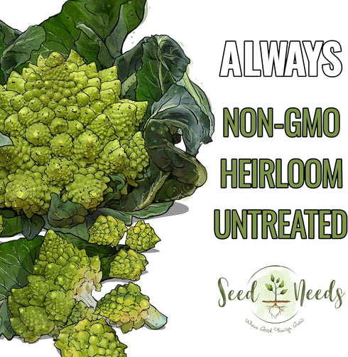 (2 Packs) Seed Needs Cauliflower Seeds for Planting Romanesco Broccoli/Cauliflowers - Non-GMO Heirloom & Untreated