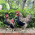 LWINGFLYER Artificial Feather Hen Chicken Statue Ornaments DIY Craft for Home Wedding Easter Decoration Farm Garden