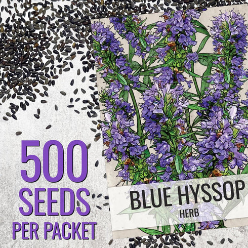 (1 Pack) Seed Needs Hyssop Seeds for Planting Blue Hyssop Herbs - Non-GMO Heirloom & Untreated Hyssopus officinalis