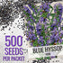 (1 Pack) Seed Needs Hyssop Seeds for Planting Blue Hyssop Herbs - Non-GMO Heirloom & Untreated Hyssopus officinalis