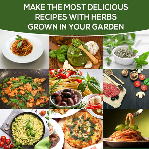 Pack 550+ Basil Seeds for Planting Home Garden Herbs - Individual of Heirloom Seeds, Suitable for Outdoors, Indoors