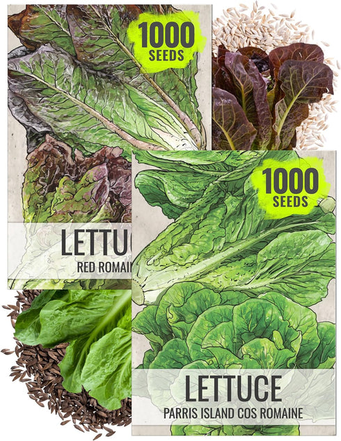 Seed Needs Romaine Lettuce Seeds Variety Pack for Planting a Collection of