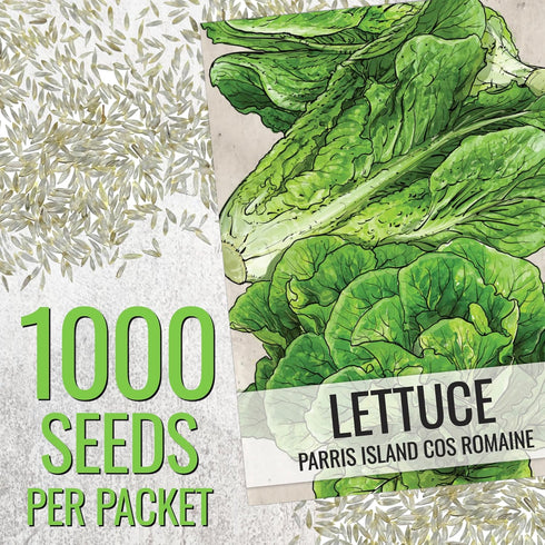 (1 Pack) Seed Needs Romaine Lettuce Seeds for Planting Parris Island COS - Non-GMO Heirloom & Untreated Annual Cool