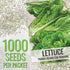 (1 Pack) Seed Needs Romaine Lettuce Seeds for Planting Parris Island COS - Non-GMO Heirloom & Untreated Annual Cool