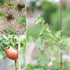 (10-Pack) Sereniseed Certified Organic Vegetable Seeds Non GMO, Open Pollinated - Basil, Snap Pea, Broccoli, Bean