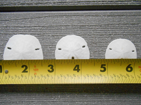 Tumbler Home Small Natural White Sand Dollars, 50 pcs - Wedding, Sea Shell Craft, 1 1/4" to 1 1/2"