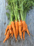 58 1.5g 91% Gaea's Blessing Seeds - Carrot Seeds - Imperator Non-GMO Seeds with Easy to Follow Planting Instructions