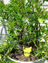 Yellow Sticky Fly Traps, 25 Pack for Gnat, Whitefly, Fungus Gnat, Small Insects, Houseplant Glue Trappers
