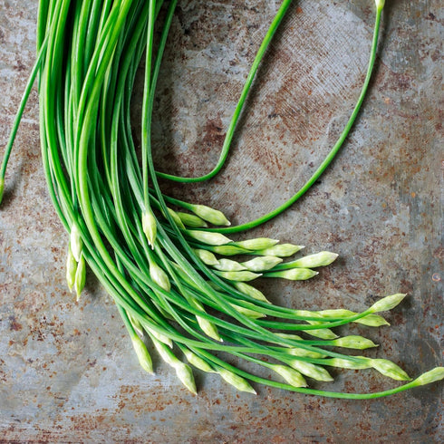 (1 Pack) Seed Needs Chive Seeds for Planting Garlic Chives - Non-GMO Heirloom & Untreated Perennial Herbs to Grow an