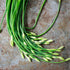 (1 Pack) Seed Needs Chive Seeds for Planting Garlic Chives - Non-GMO Heirloom & Untreated Perennial Herbs to Grow an