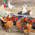 12 Pack Chicken Waterer PVC Tee Fittings - Fully Automatic for Threaded Chicken Waterer Nipples/Cups/Feeders/Poultry