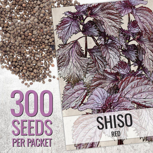 2 Packets) Seed Needs Shiso Seeds for Planting Green & Red Perilla - Non-GMO Heirloom & Untreated Herb Seed to Plant an