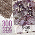 2 Packets) Seed Needs Shiso Seeds for Planting Green & Red Perilla - Non-GMO Heirloom & Untreated Herb Seed to Plant an