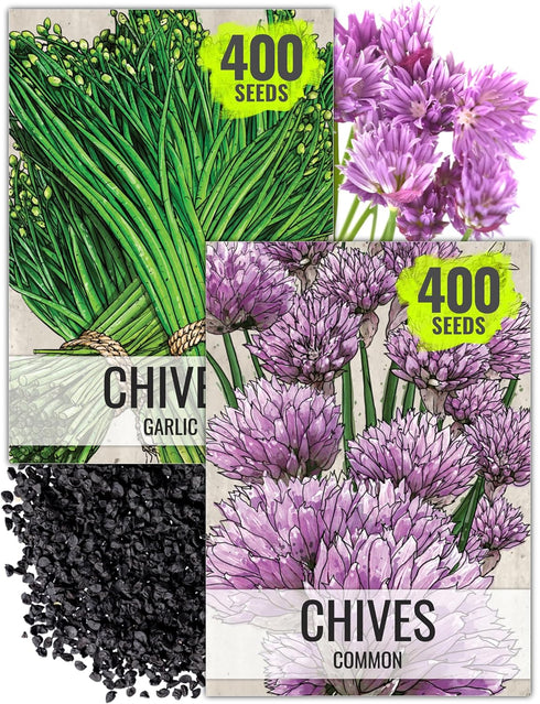 Seed Needs Chive Seeds for Planting Garlic & Common Chives Herbs -