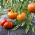 13.5oz Big A Tomato Premium Organic Fertilizer with Kelp Indoor/Outdoor Plant Fertilizer