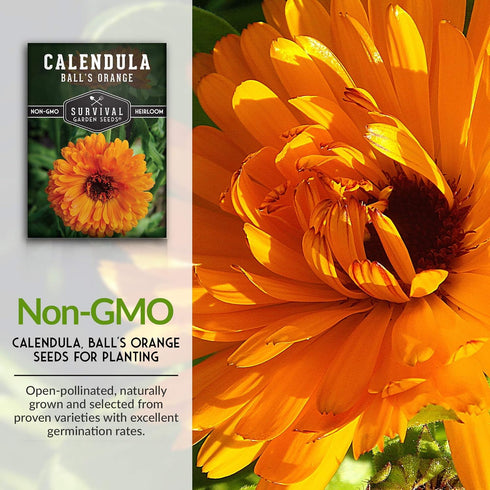 (1 Pack) Balls Orange Calendula Seeds for Planting Medicinal Herb & Edible Flower with Bright Orange Blooms Heirloom