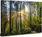 Forest Wall Art Nature Pictures - 12x16” Mountain Landscape Photo Prints for Living Room and Home Decor